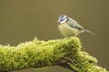 Blue Tit; (Cyanistes caeruleus) perched on a log Royalty Free Stock Photo