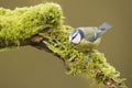 Blue Tit; (Cyanistes caeruleus) perched on a log Royalty Free Stock Photo