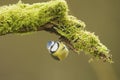 Blue Tit; (Cyanistes caeruleus) perched on a log Royalty Free Stock Photo