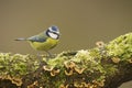 Blue Tit; (Cyanistes caeruleus) perched on a log