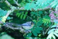 Blue Tit perched on tree branch