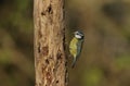 Blue Tit Cyanistes caeruleus searching for food in an old decaying tree.