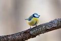 Blue tit Cyanistes caeruleus sitting on a branch, Eurasian Blue Tit Royalty Free Stock Photo