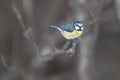 Blue tit, Cyanistes caeruleus sitting on a branch Royalty Free Stock Photo