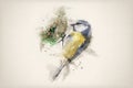 Blue tit, Cyanistes caeruleus, small passerine bird. Watercolor Illustration. Royalty Free Stock Photo