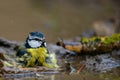 Blue tit Cyanistes caeruleus splashing in the water Royalty Free Stock Photo