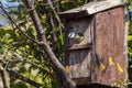 Blue tit Cyanistes caeruleus about to leave a bird nest box Royalty Free Stock Photo