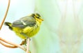 The Blue Tit (Cyanistes caeruleus) young birdie.