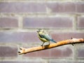 Blue tit, Cyanistes caeruleus, young perched on bare branch in garden, Netherlands Royalty Free Stock Photo