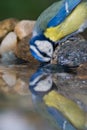 Blue tit drinking and reflection Royalty Free Stock Photo