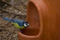 Blue tit drinking water Royalty Free Stock Photo