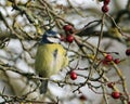 Blue tit eating hawthorn berry