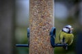 Blue Tit eating seed on a domestic bird feeder