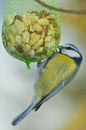 Blue tit eats nuts