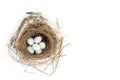 Blue Tit Eggs in Spring Bird Nest Royalty Free Stock Photo