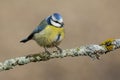 Blue tit Eurasian blue tit, Cyanistes caeruleus on the branch of a tree in the blurred background