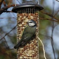 Blue Tit on garden feeder Royalty Free Stock Photo