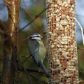 Blue Tit Royalty Free Stock Photo