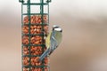 Blue tit on feeder full of peanuts Royalty Free Stock Photo