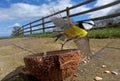 Blue Tit flight wings and feathers