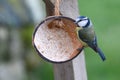 A blue tit feeding from half a coconut shell.