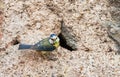 Blue tit feeding young with caterpillar Royalty Free Stock Photo