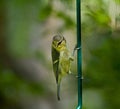 Blue Tit fledgling clinging