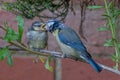 Blue tit fledgling, cyanistes caeruleus, being fed suet feed by adult bird, Hertfordshire, UK Royalty Free Stock Photo