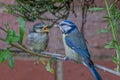 Blue tit fledgling, cyanistes caeruleus, being fed suet feed by adult bird, Hertfordshire, UK Royalty Free Stock Photo