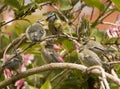 Blue Tit with Fledglings Royalty Free Stock Photo