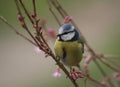 Blue tit on a flowering blossom tree Royalty Free Stock Photo