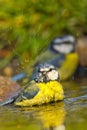 Blue Tit, Forest Pond, Mediterranean Forest, Spain Royalty Free Stock Photo