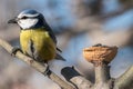 The Blue Tit Royalty Free Stock Photo