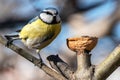 The Blue Tit Royalty Free Stock Photo