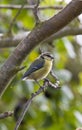 Blue Tit - Garden Birds Royalty Free Stock Photo