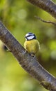 Blue Tit - Garden Birds Royalty Free Stock Photo