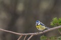 Blue Tit in the Garden