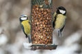 Blue tit and great tit birds on feeder