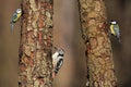 Blue Tit - Great Tit - Middle Spotted Woodpecker Royalty Free Stock Photo