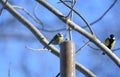 Feeding small birds in the garden in winter