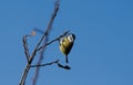 Blue tit hanging on to a twig