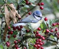 Blue tit among hawthorn berries