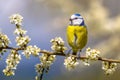 Blue tit in Hawthorn blossom