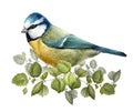 blue tit on hazel branch realistic watercolor