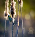 Blue tit helping with seed dispersal on a bulrush Royalty Free Stock Photo