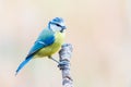 Blue Tit or herrerillo comun perched on a branch, Cyanistes caeruleus Royalty Free Stock Photo