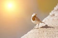 Blue tit holding a caterpillar in its mouth at sunlight, copy space Royalty Free Stock Photo