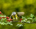 A Blue Tit landing on a sprig of hawthorn