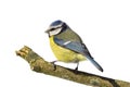 Blue tit looking left Royalty Free Stock Photo