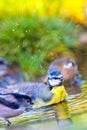 Blue Tit, Mediterranean Forest, Spain Royalty Free Stock Photo